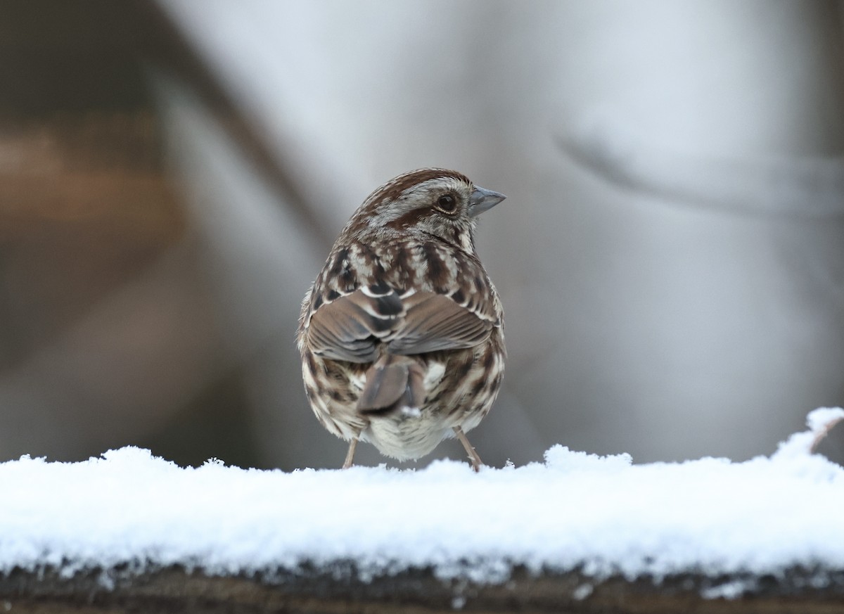 Song Sparrow - ML646314627