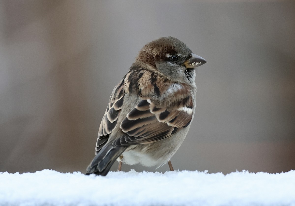Dark-eyed Junco - ML646314631