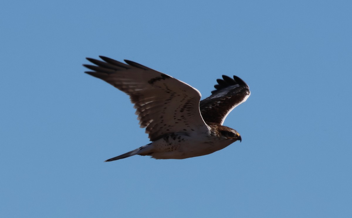 Ferruginous Hawk - ML646314632