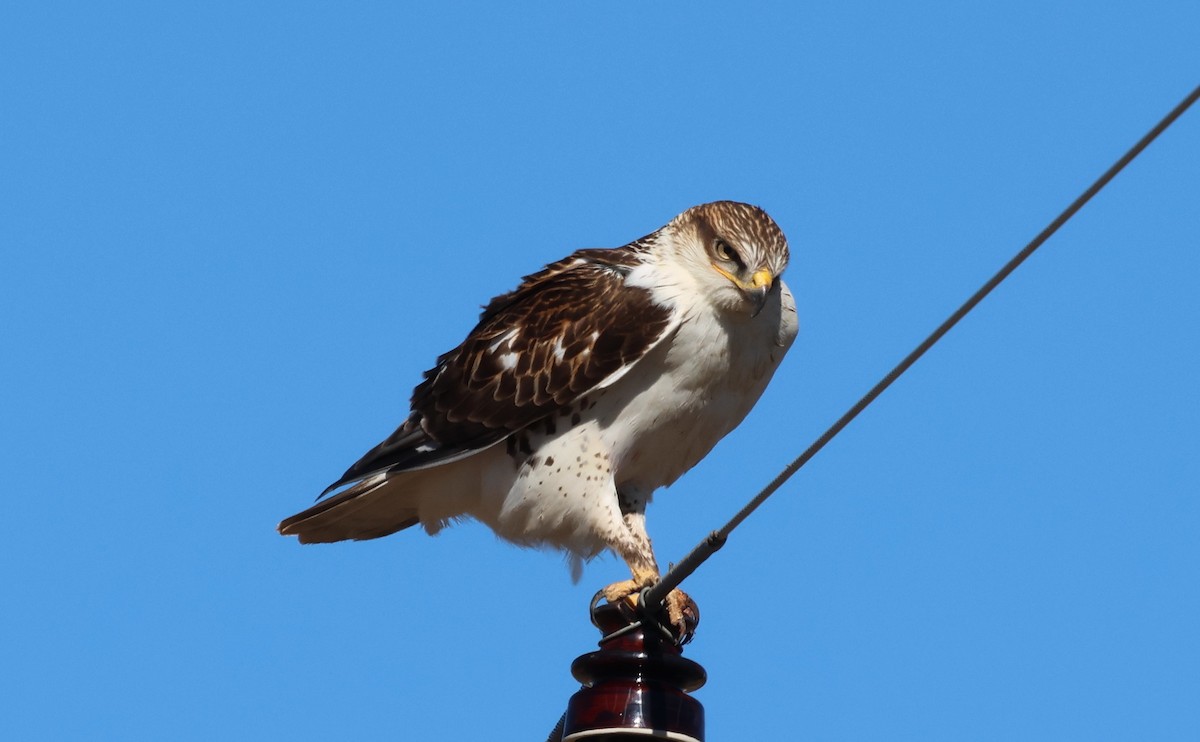 Ferruginous Hawk - ML646314633
