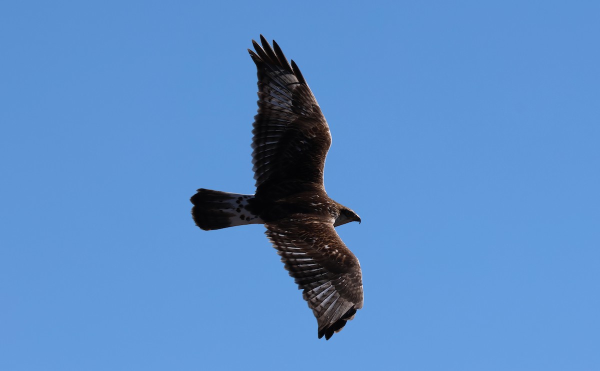 Ferruginous Hawk - ML646314634