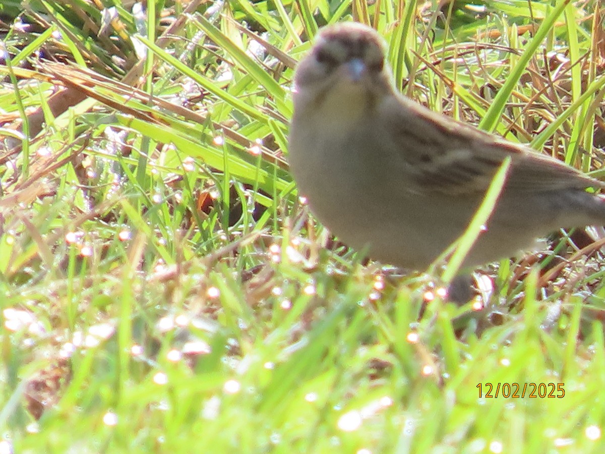 Chipping Sparrow - ML646314641