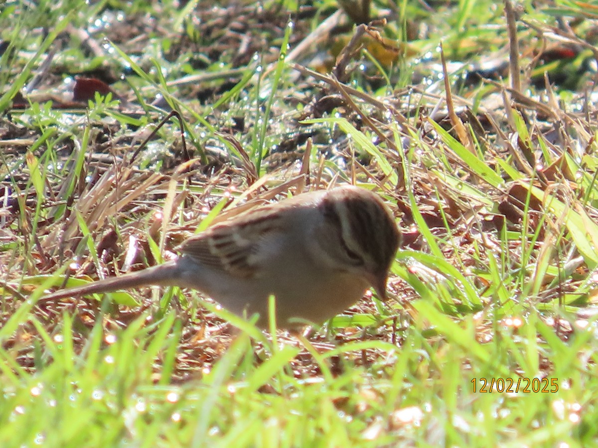 Chipping Sparrow - ML646314642