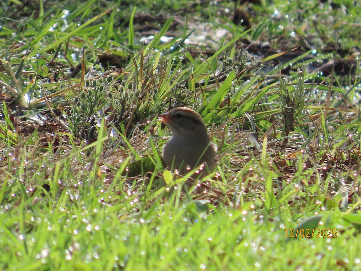 Chipping Sparrow - ML646314643