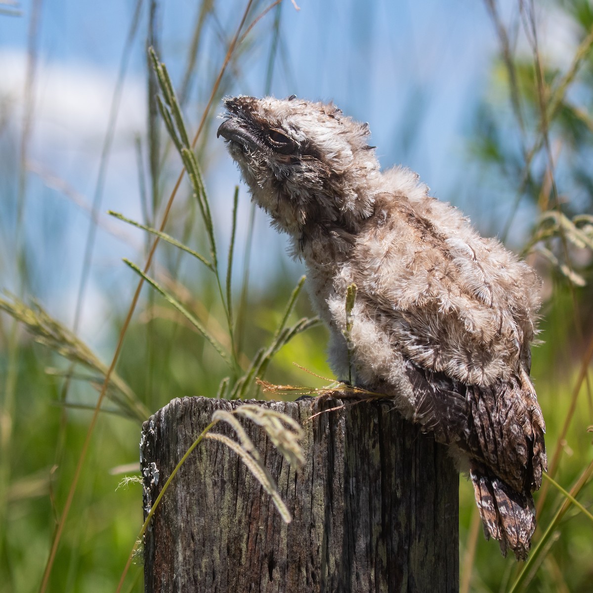 Podargo Australiano - ML646314651