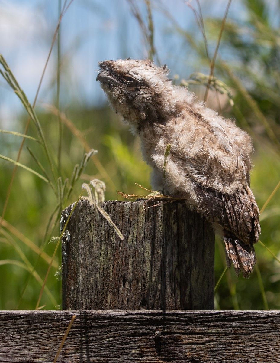 Podargo Australiano - ML646314652