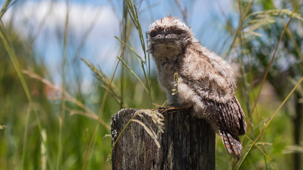 Podargo Australiano - ML646314653