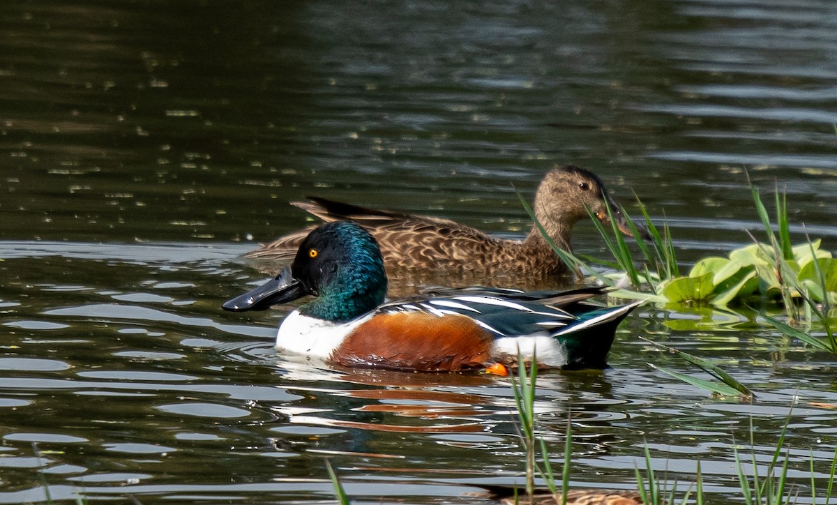 Northern Shoveler - ML646314660