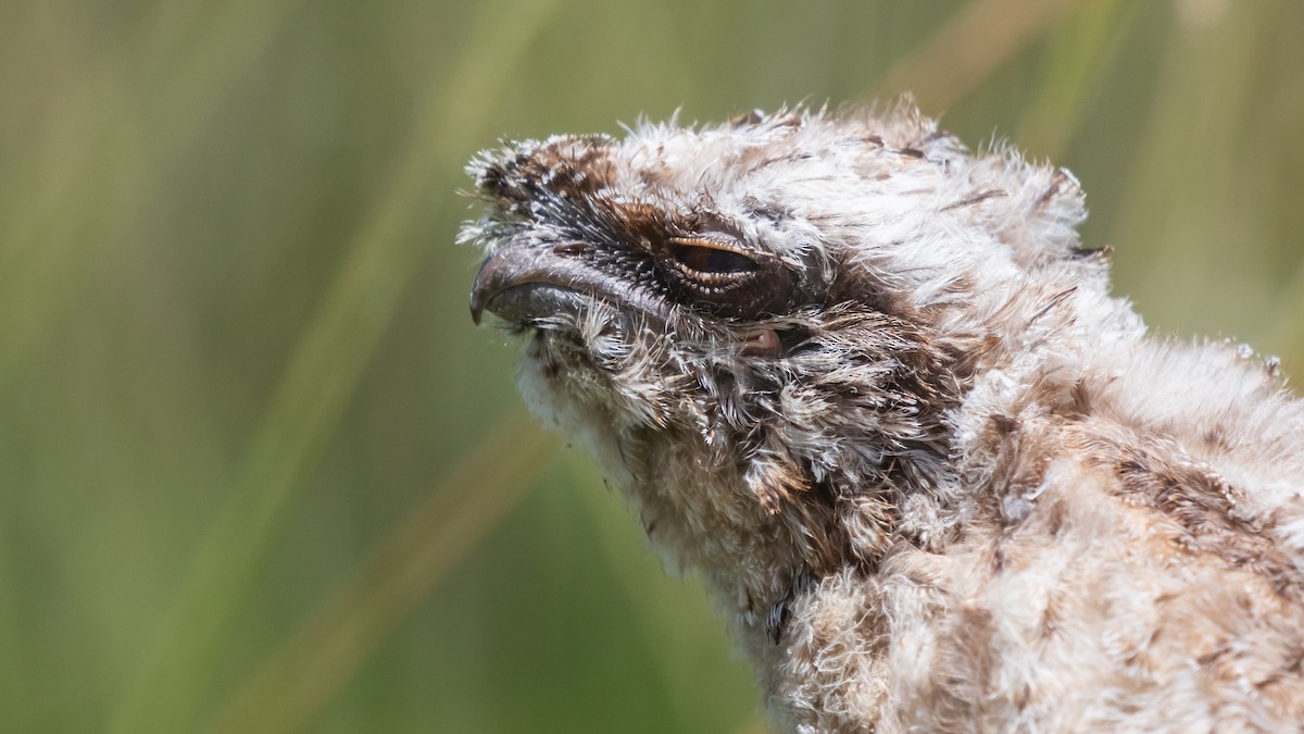 Podargo Australiano - ML646314661