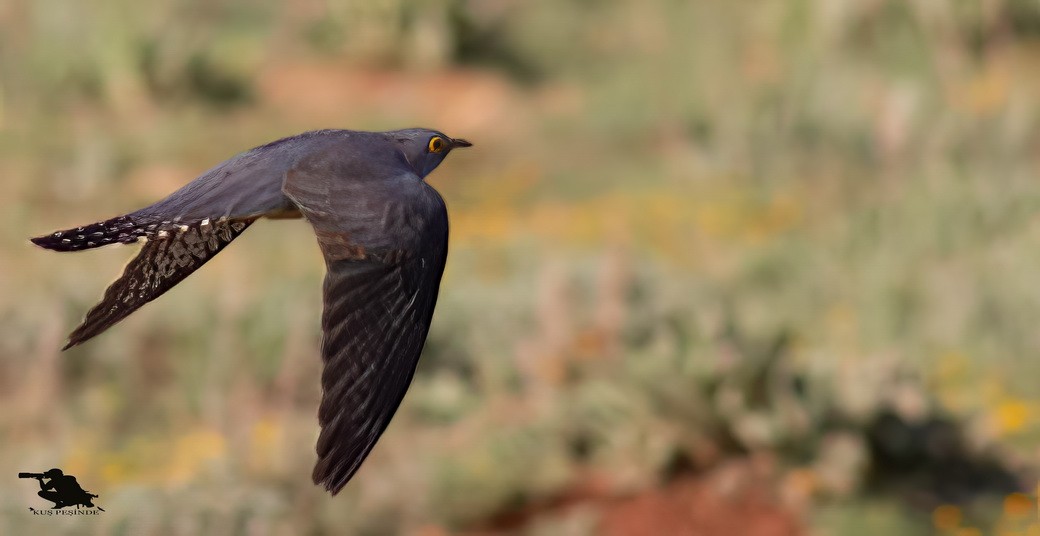 Common Cuckoo - ML646314665