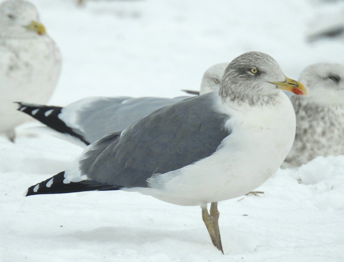 Kaio iluna - ML646314669