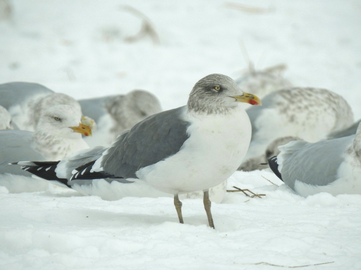 Kaio iluna - ML646314670