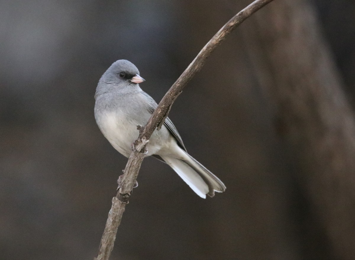 Dark-eyed Junco (Gray-headed) - ML646314673