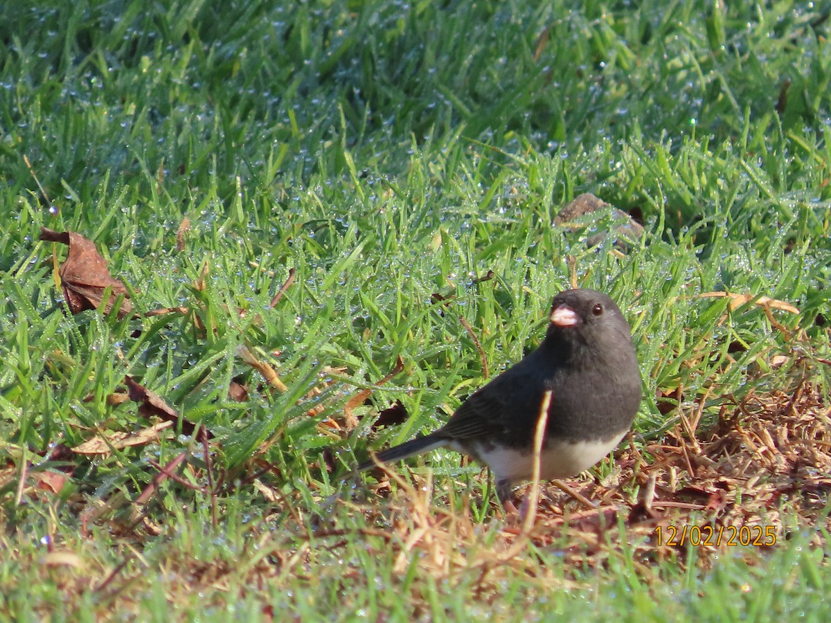Dark-eyed Junco (Slate-colored) - ML646314674