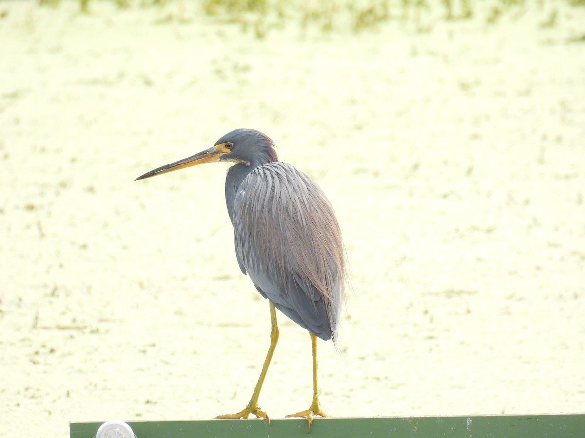 Tricolored Heron - ML646314679