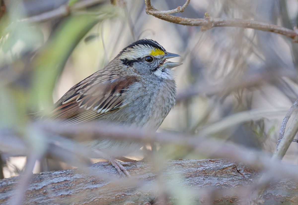 White-throated Sparrow - ML646314686