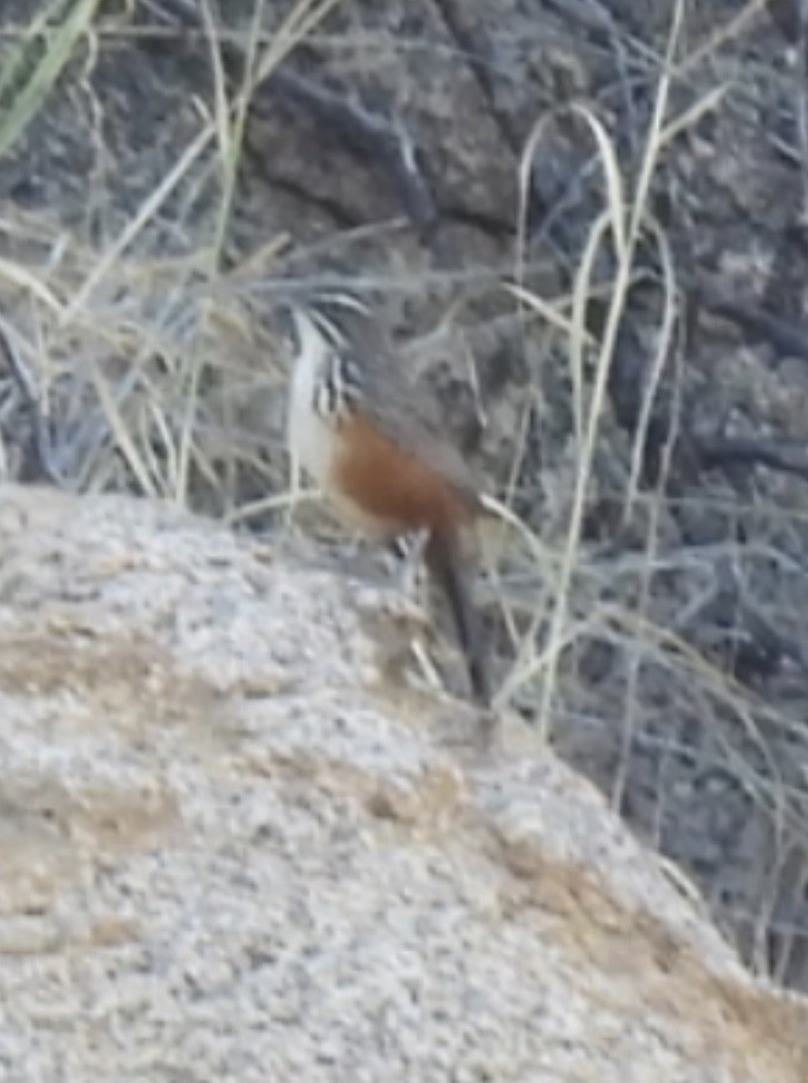 Rockrunner - ML646314693