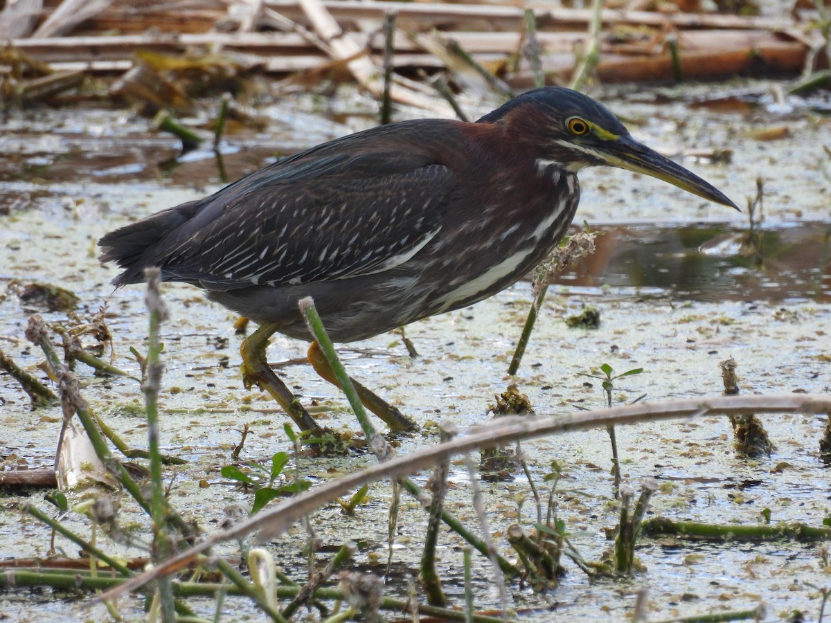 Green Heron - ML646314697