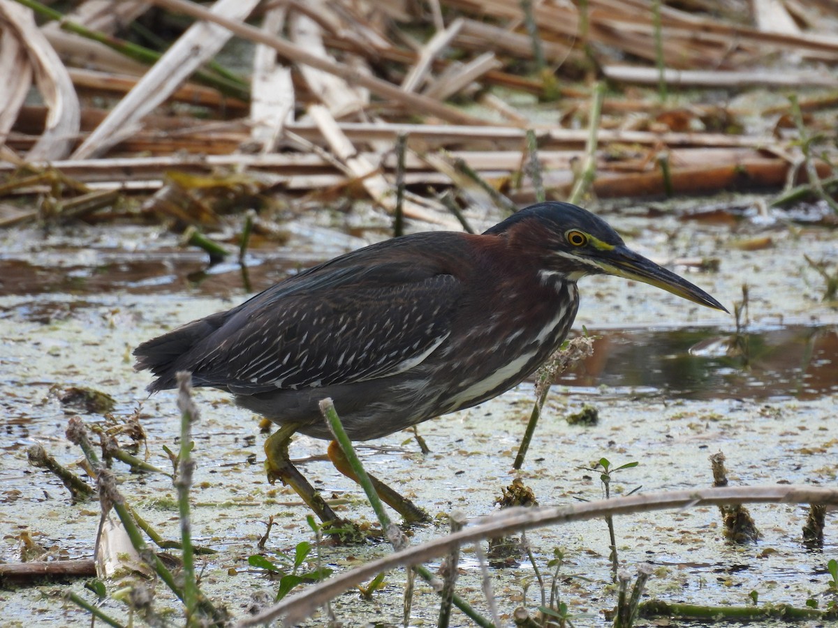 Green Heron - ML646314698