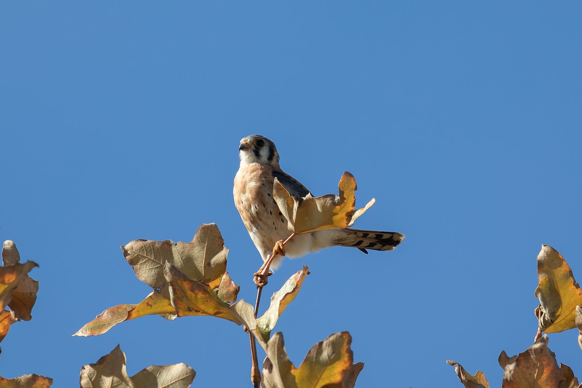American Kestrel - ML646314700