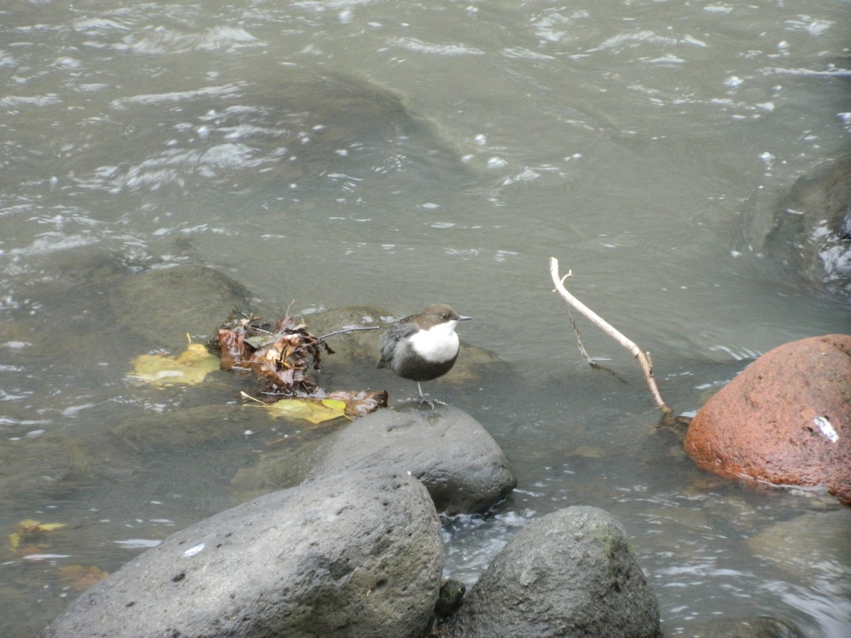 White-throated Dipper - ML646314702