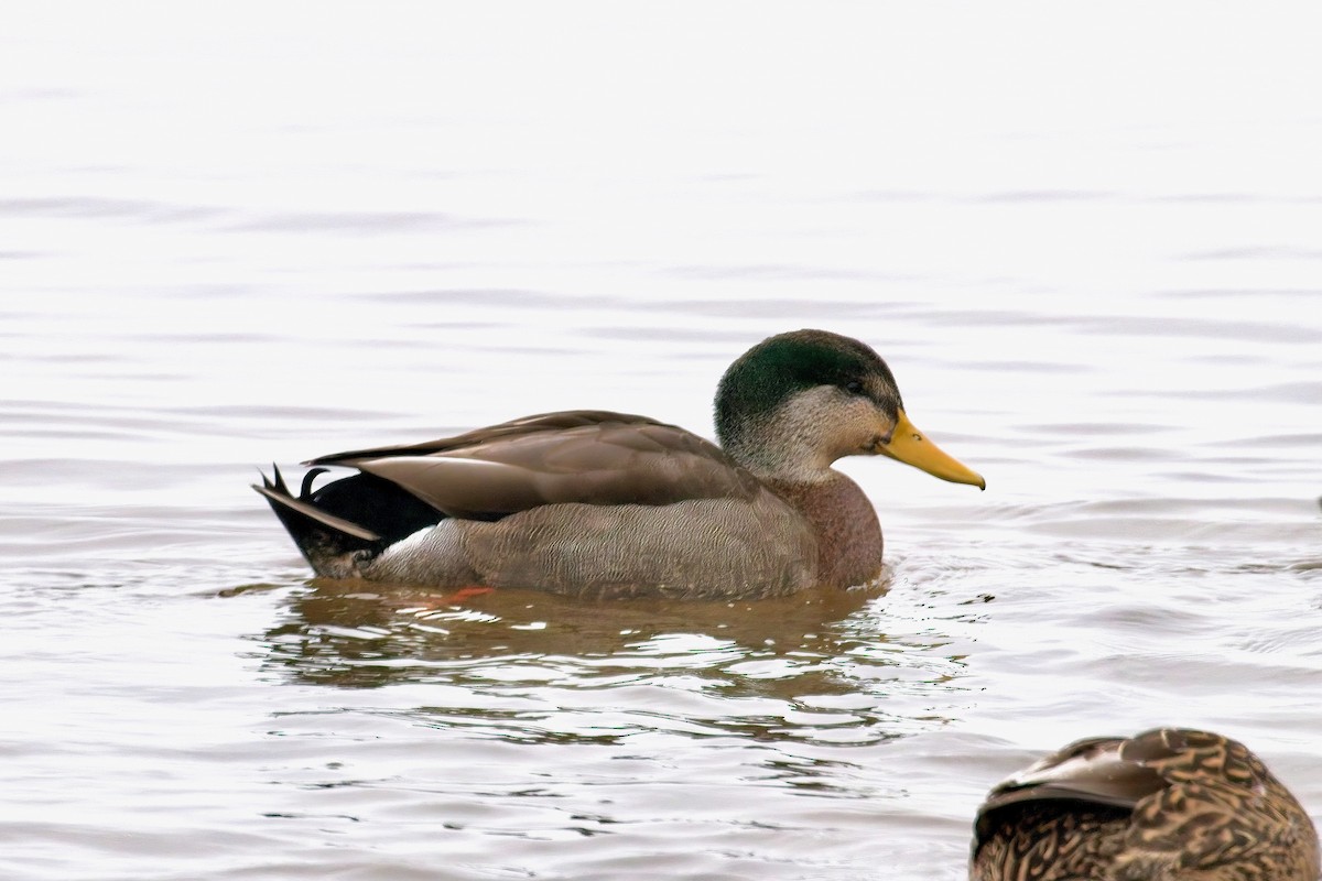 Mallard x American Black Duck (hybrid) - ML646314709
