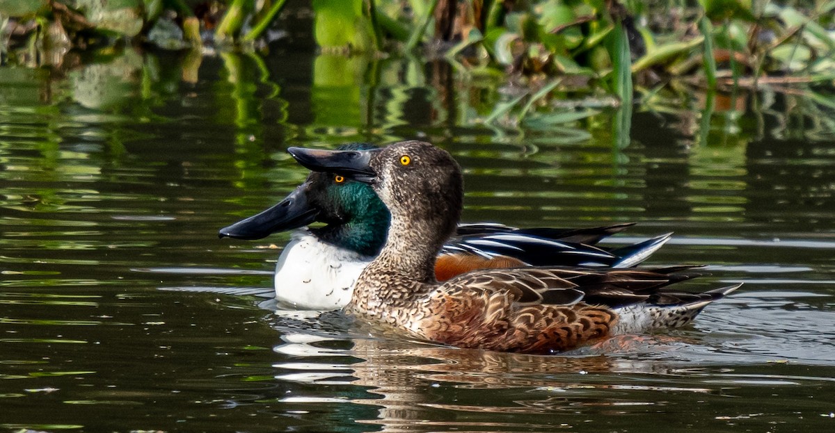 Northern Shoveler - ML646314717