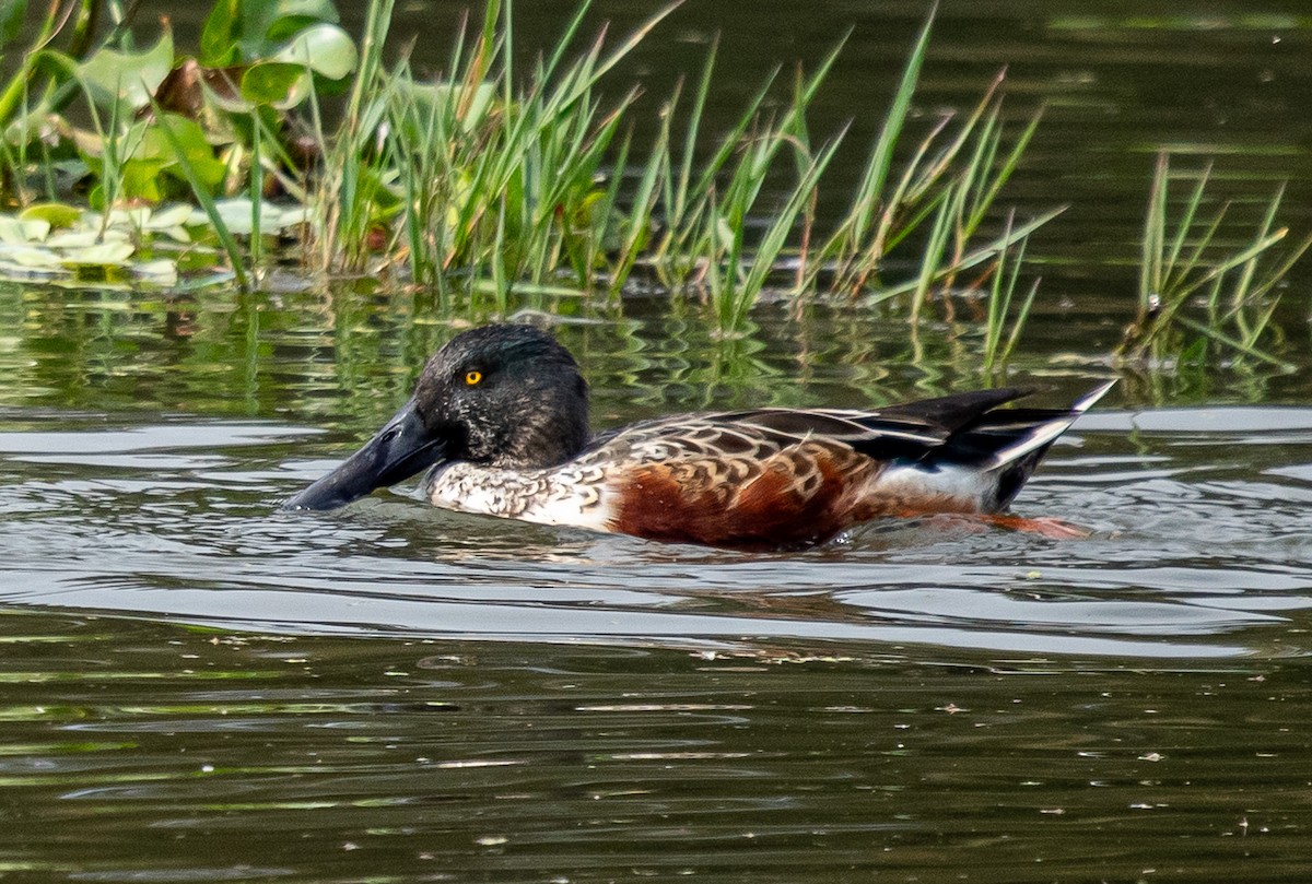 Northern Shoveler - ML646314718