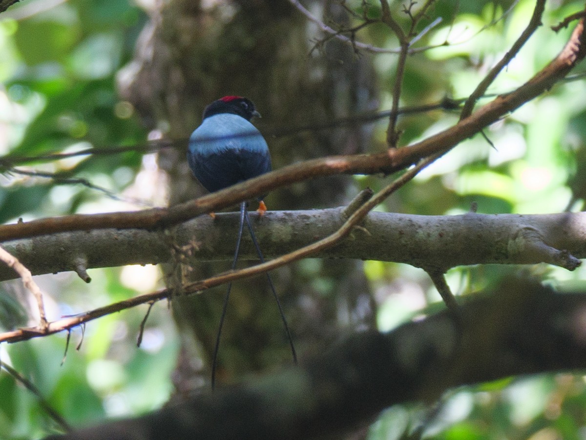 Long-tailed Manakin - ML646314719