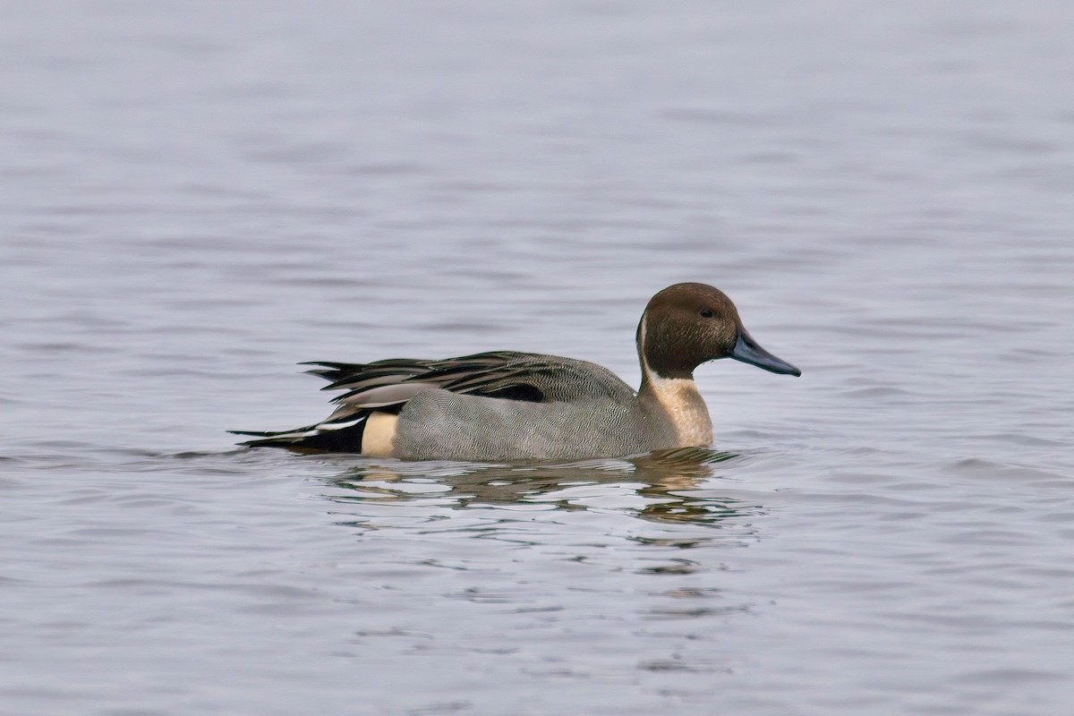 Codone - ML646314720