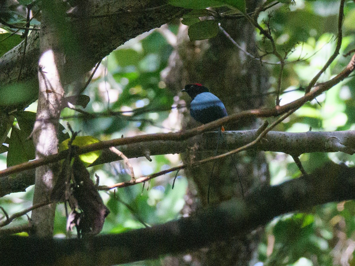 Long-tailed Manakin - ML646314721