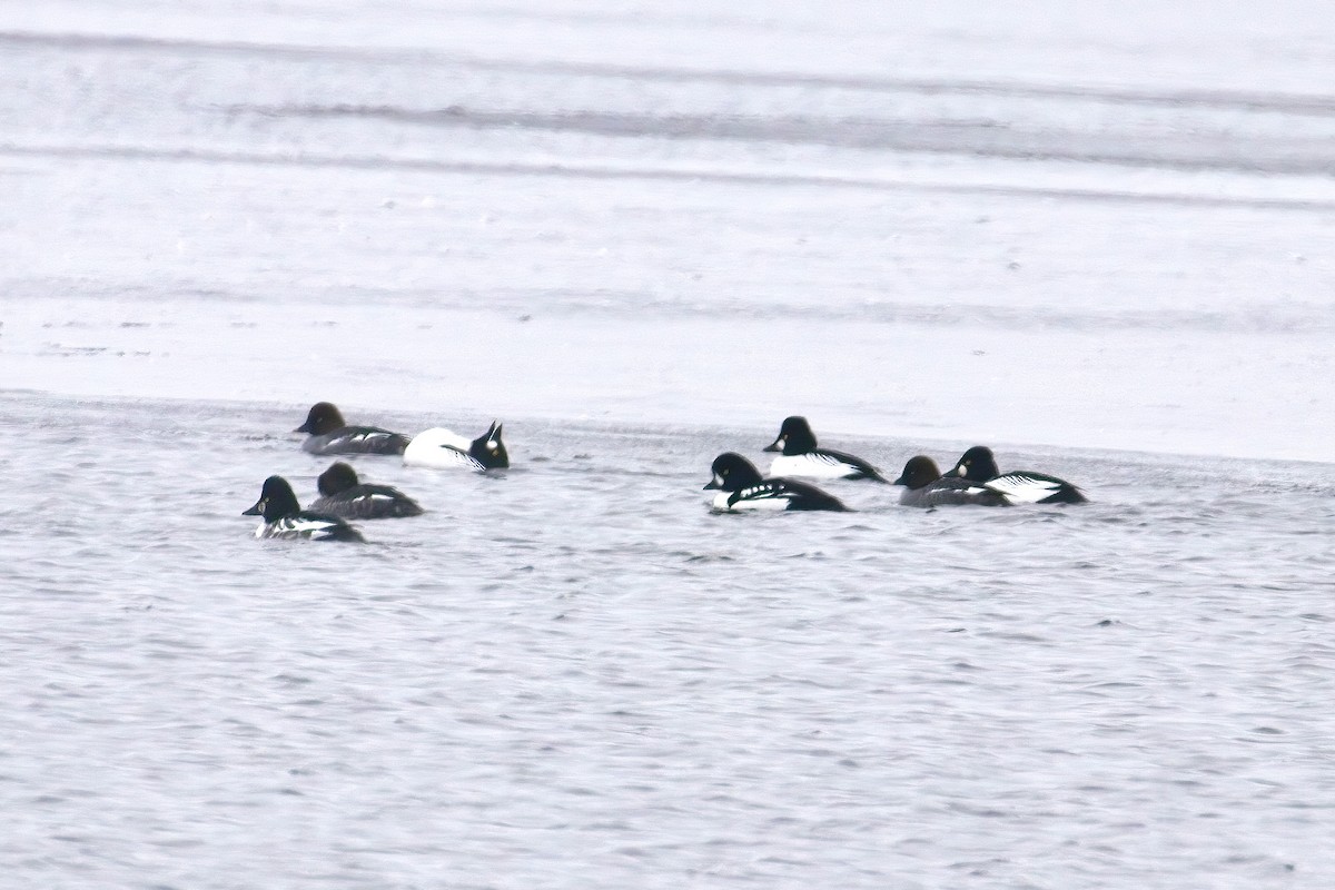 キタホオジロガモ - ML646314724