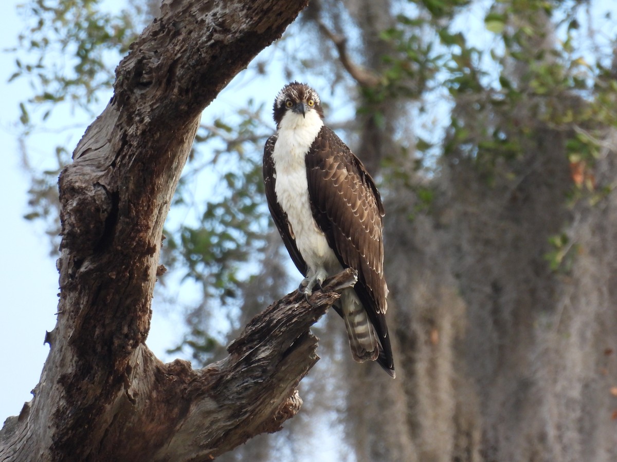 Osprey - ML646314728