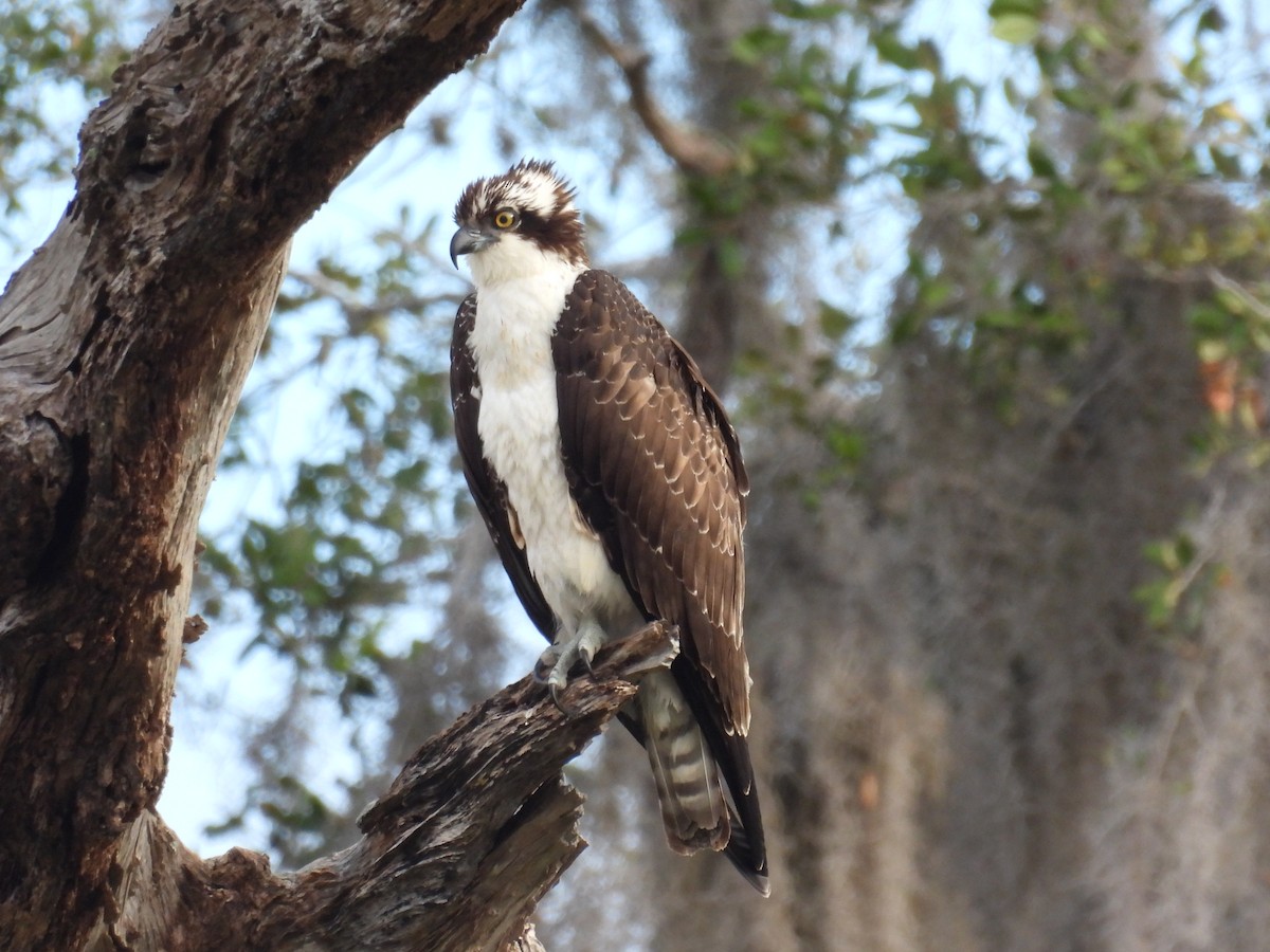 Osprey - ML646314729