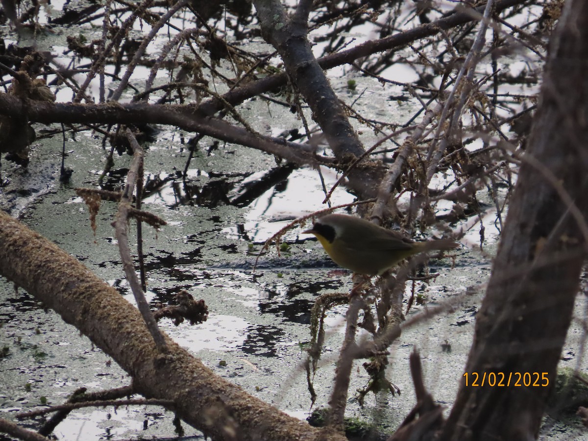 Common Yellowthroat - ML646314730