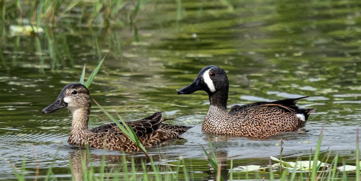 Zertzeta hegalurdina - ML646314732