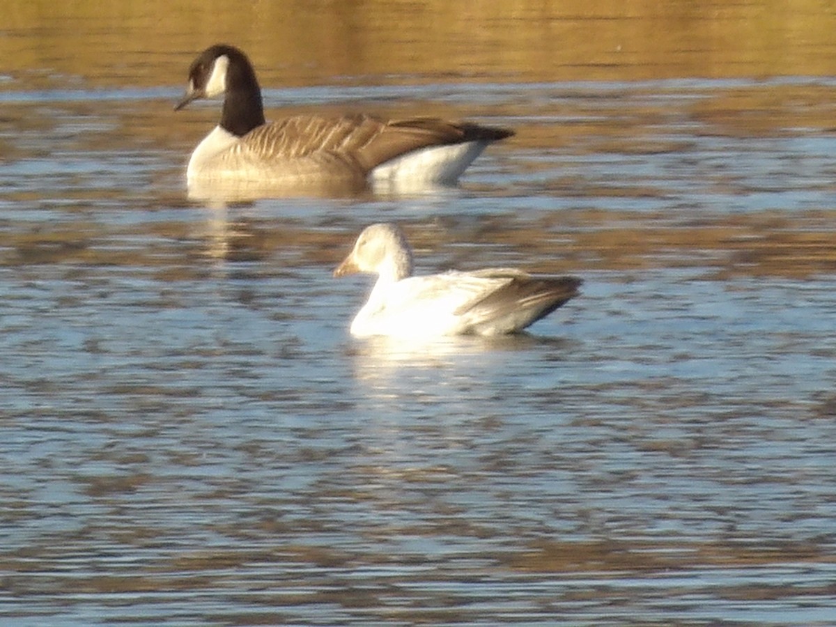 Snow Goose - ML646314733