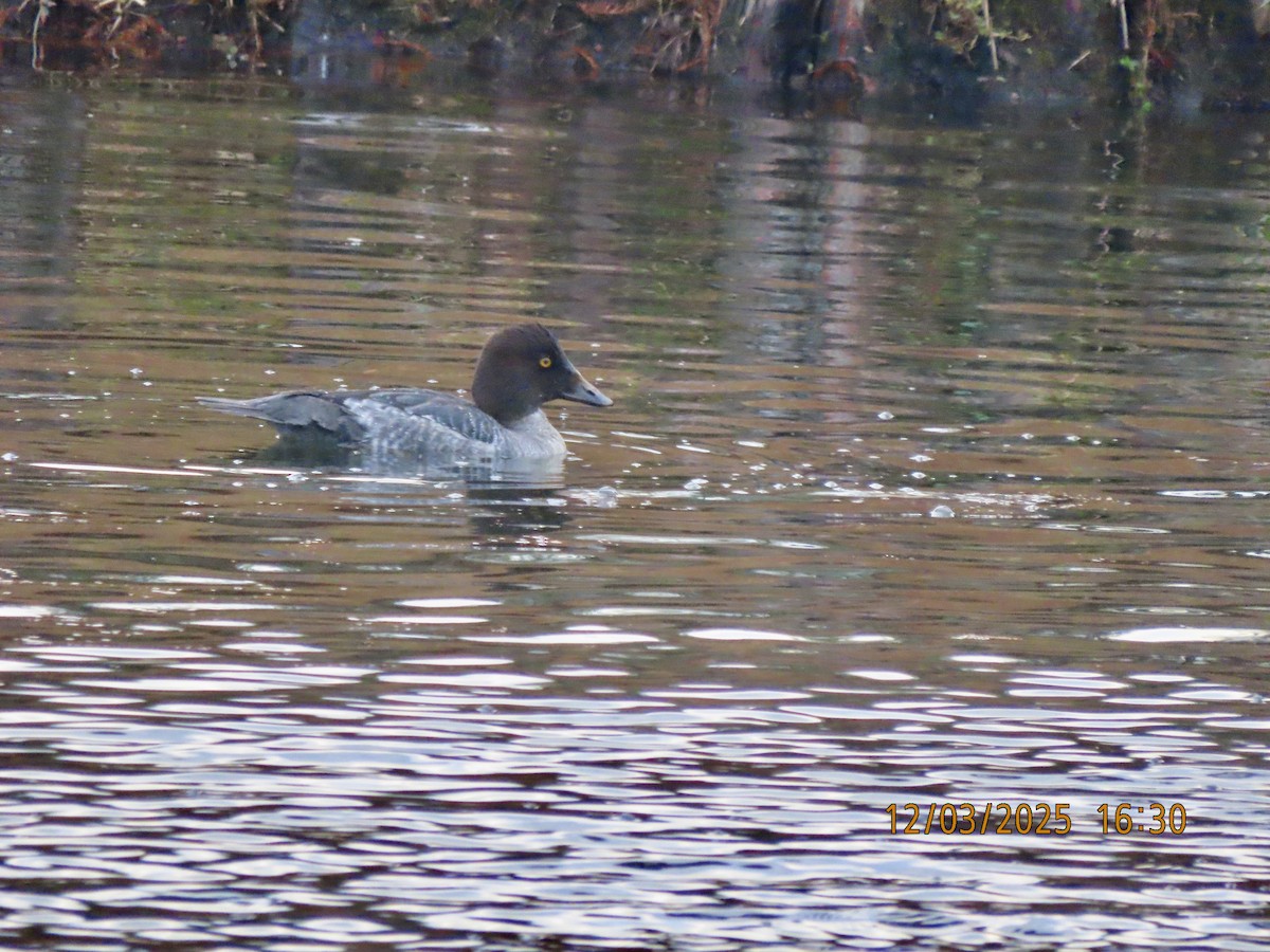 Quattrocchi - ML646314734