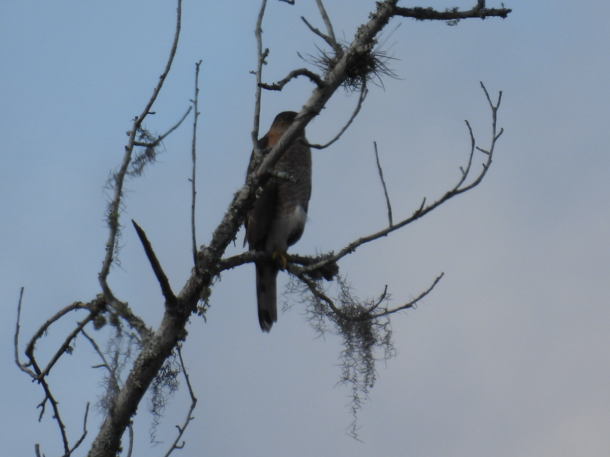 Cooper's Hawk - ML646314740