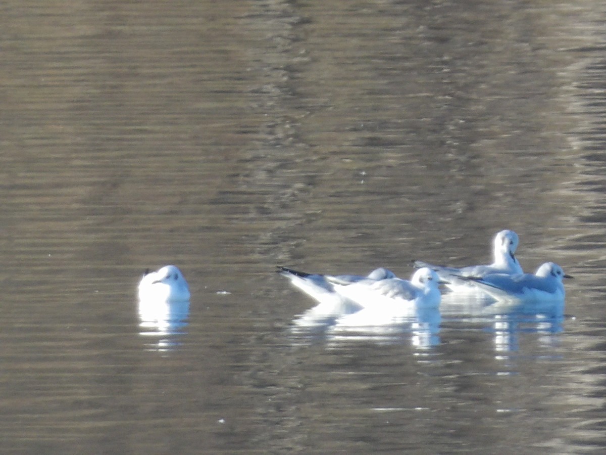 Bonaparte's Gull - ML646314742