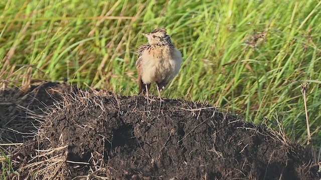 Rufous-naped Lark - ML646314743