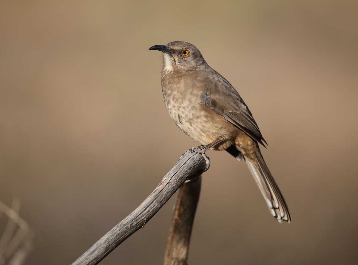 Curve-billed Thrasher (curvirostre Group) - ML646314748