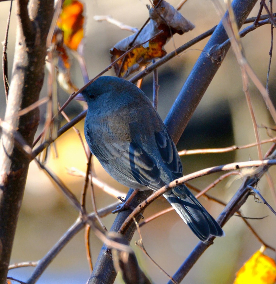 Dark-eyed Junco - ML646314751