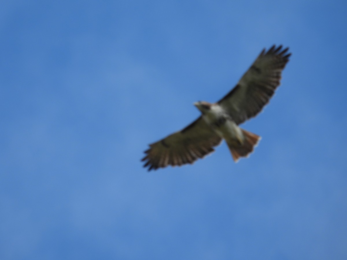 Red-tailed Hawk - ML646314755