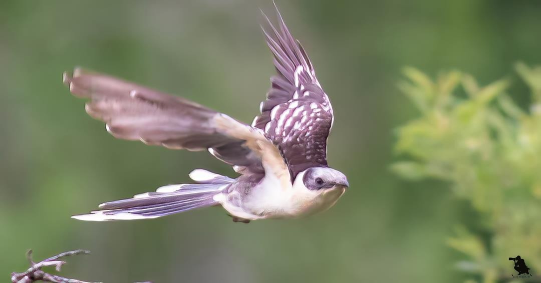 Great Spotted Cuckoo - ML646314756