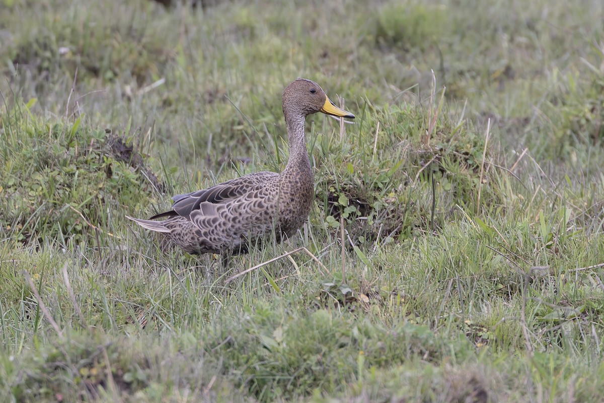 Yellow-billed Pintail - ML646314761