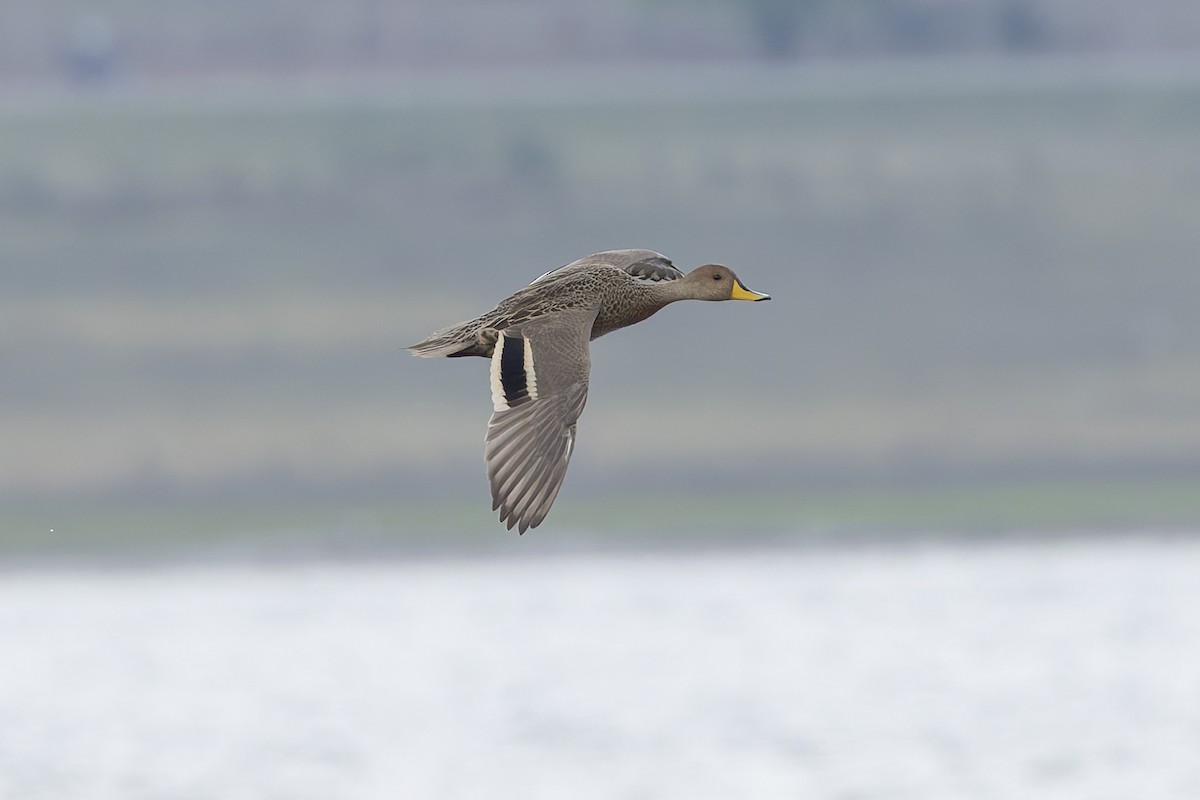 Yellow-billed Pintail - ML646314762