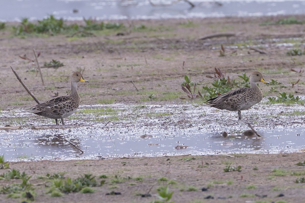Yellow-billed Pintail - ML646314763