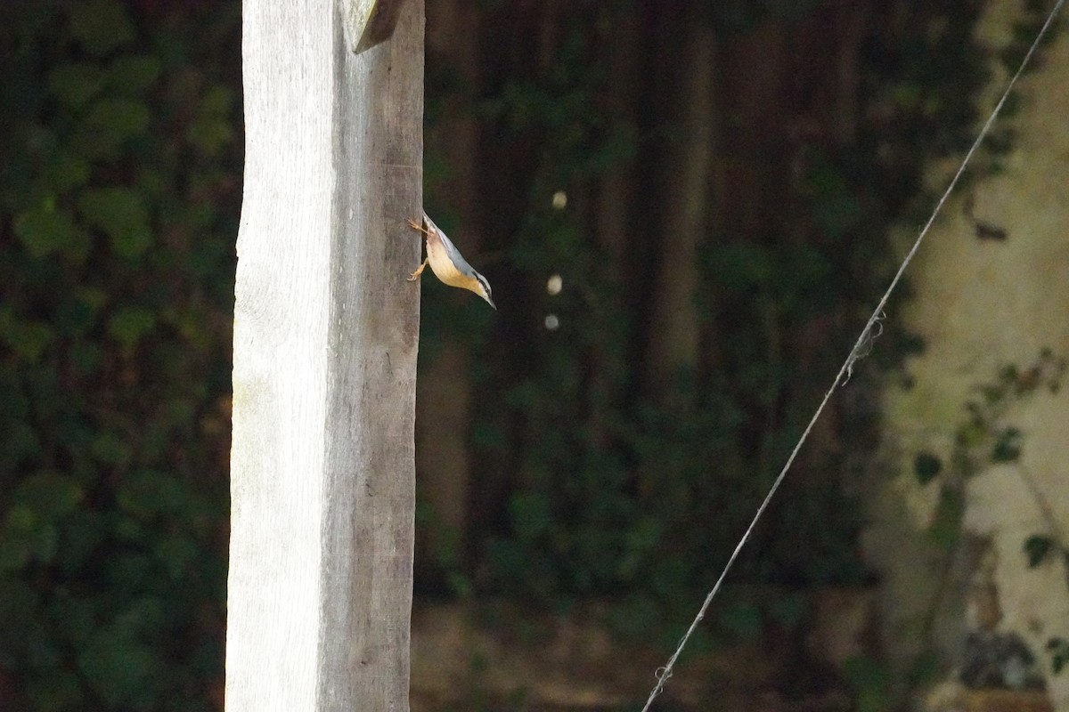 Garrapo eurasiarra - ML646314775