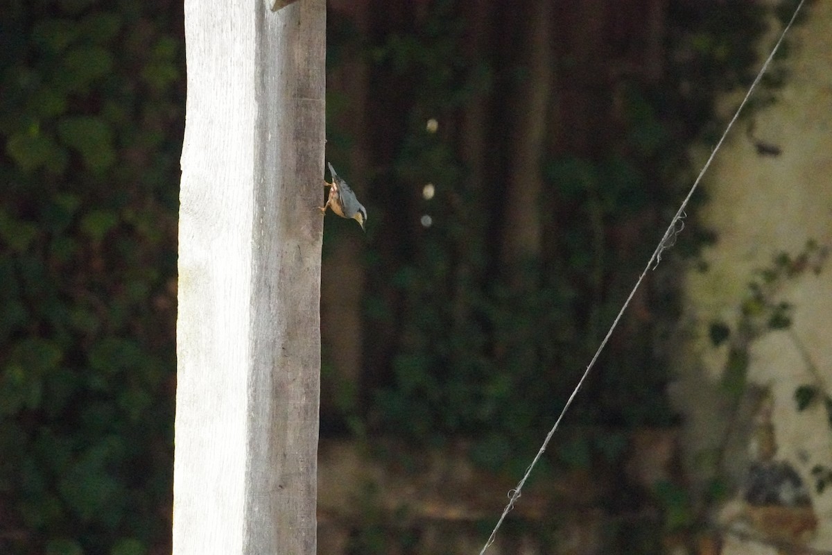 Garrapo eurasiarra - ML646314778